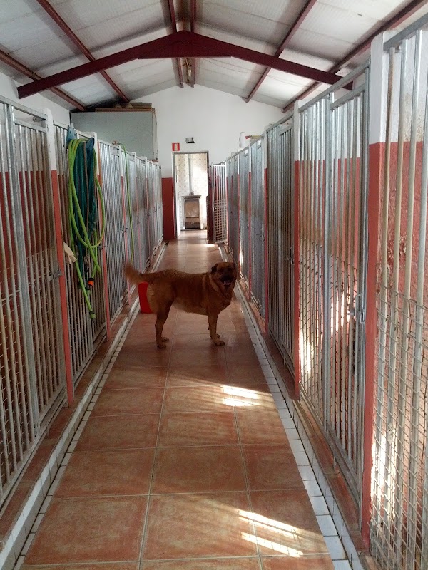 Las mascotas de Ines Residencia Canina