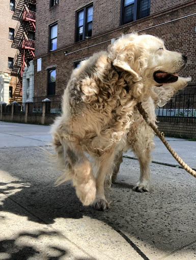 Pet Supply Store «I Love My Pet Food and Supplies», reviews and photos, 899 Nostrand Ave, Brooklyn, NY 11225, USA