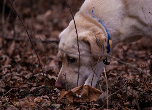 Dog Park «Beck Lake Off-Leash Dog Area», reviews and photos, 9700 Gloria Ct, Glenview, IL 60025, USA