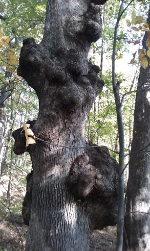 Water Park «Deep River Waterpark», reviews and photos, 9001 E Lincoln Hwy, Crown Point, IN 46307, USA