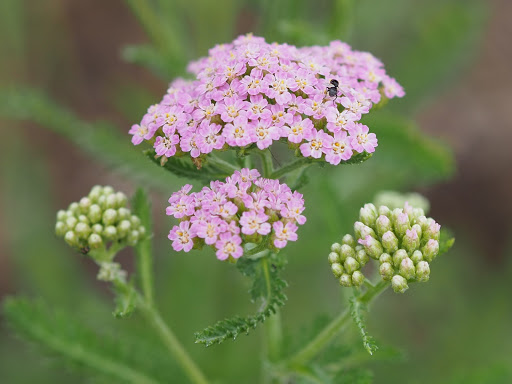 Park «Centennial Center Park», reviews and photos, 13050 E Peakview Ave, Centennial, CO 80111, USA
