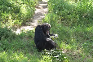 Chimpanzee exhibit image