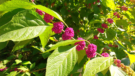 State Park «Panola Mountain State Park», reviews and photos, 2620 GA-155 N, Stockbridge, GA 30281, USA