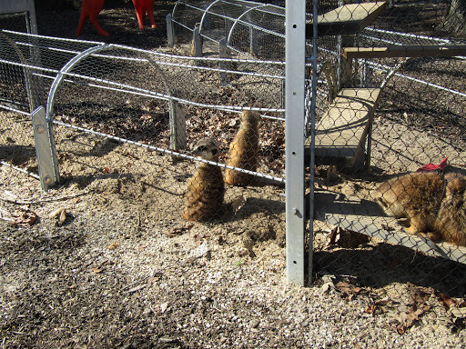 Meerkat Maze image 4