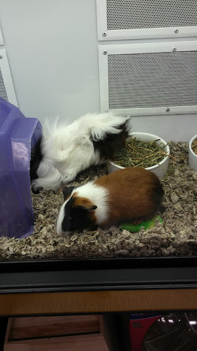 Pet Supply Store «Petco Animal Supplies», reviews and photos, 1917 Douglas Blvd, Roseville, CA 95661, USA