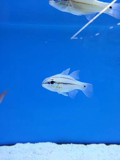 Pet Supply Store «Pet Club Rancho Cordova», reviews and photos, 2344 Sunrise Blvd, Rancho Cordova, CA 95670, USA