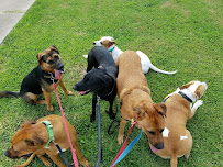 Frankie's Dog Boarding - Photo 1 - Car repair in Corpus Christi, TX, Corpus Christi