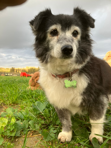 Pensioni per cani e dog hotel a Cuccioli e Canaglie