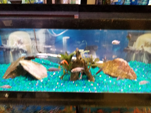 Pet Supply Store «Petland Discounts - Middle Village», reviews and photos, 6626 Metropolitan Ave, Middle Village, NY 11379, USA