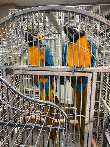 Pet Store «La Jungla Pet Shop», reviews and photos, 1865 W Flagler St, Miami, FL 33135, USA