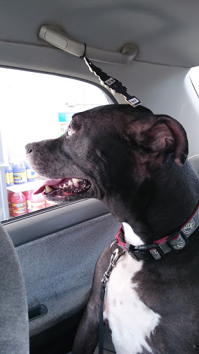 Pet Supply Store «Pet Supplies Plus», reviews and photos, 400 Lowell Ave Suite 14, Haverhill, MA 01832, USA