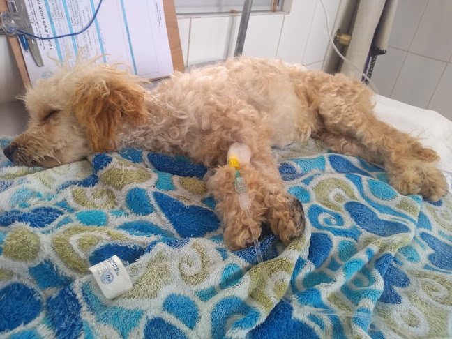 Abracita 1600, Antofagasta