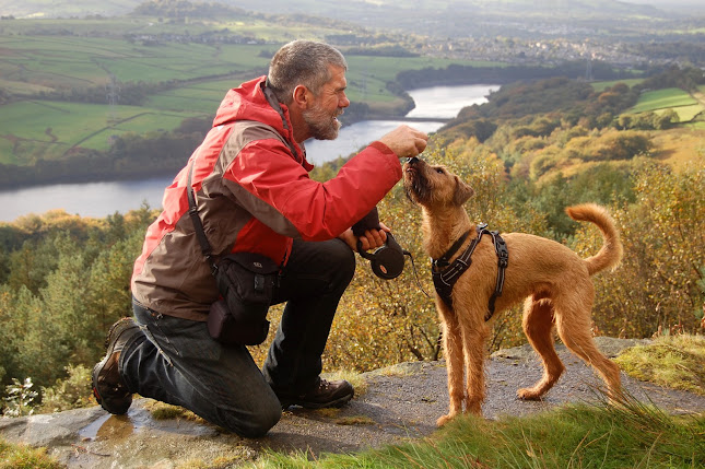 Gwynedd Dog Walking - Dog trainer