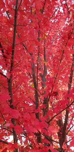 Park «Millennium Park», reviews and photos, 300 Gardner Street, West Roxbury, MA 02132, USA