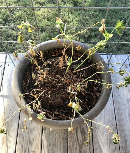 Hardware Store «Canyon Lake Ace Hardware», reviews and photos, 1150 FM2673, Canyon Lake, TX 78133, USA