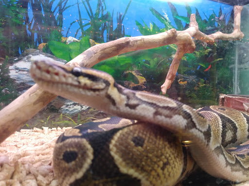 Pet Supply Store «Rutser Pet Store», reviews and photos, 5418 E Beverly Blvd, East Los Angeles, CA 90022, USA