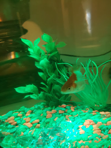 Pet Supply Store «Pet Supplies Plus», reviews and photos, 873 S Main St, Lapeer, MI 48446, USA