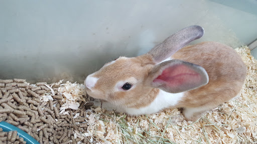 Pet Store «Pet City», reviews and photos, 14718 Whittier Blvd, Whittier, CA 90605, USA