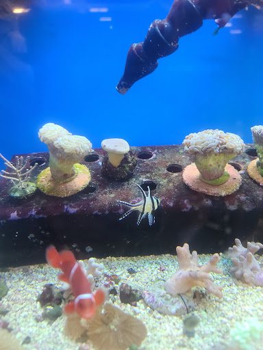 Pet Supply Store «Petco Animal Supplies», reviews and photos, 3680 Spencer Hwy, Pasadena, TX 77504, USA