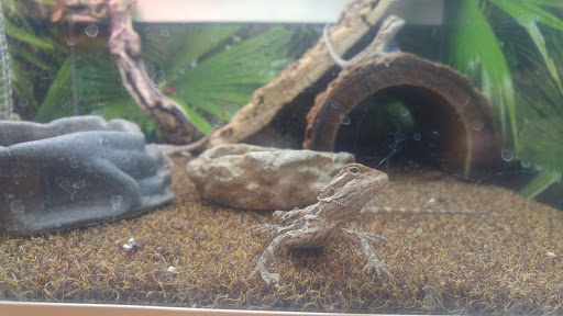 Pet Supply Store «PetSmart», reviews and photos, 7290 W Bell Rd, Glendale, AZ 85308, USA