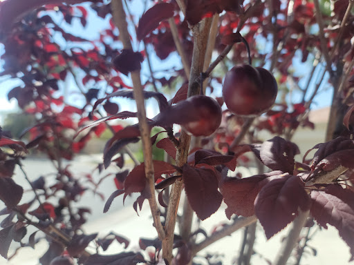 Park «Centennial Hills Park», reviews and photos, 7101 N Buffalo Dr, Las Vegas, NV 89131, USA