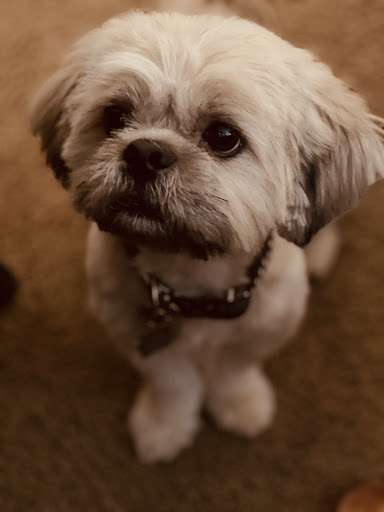 Pet Groomer «Woof Gang Bakery & Grooming Celebration», reviews and photos, 671 Front St #120, Celebration, FL 34747, USA