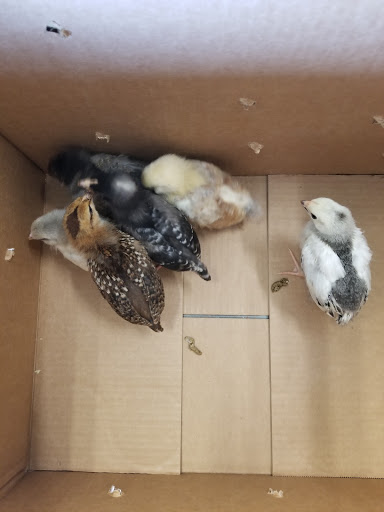 Animal Feed Store «Cerri Family Feed», reviews and photos, 2949 S Airport Way, Stockton, CA 95206, USA