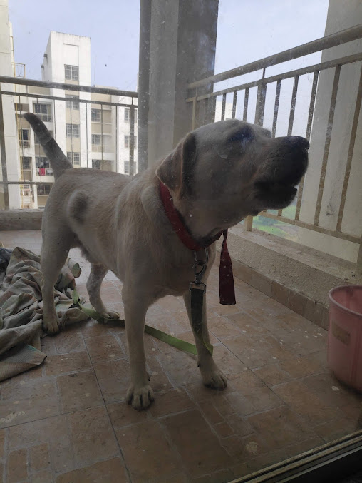 Google Maps image 27