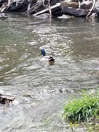 Park «Bear Creek Park», reviews and photos, 3550 S Raleigh St, Denver, CO 80236, USA