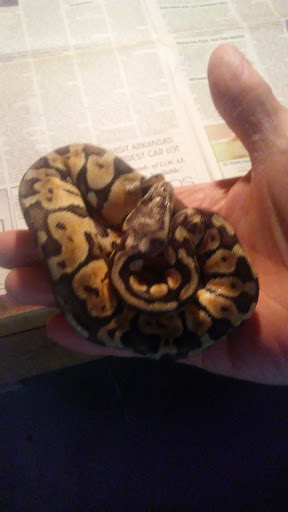 Pet Store «World Wide Pets», reviews and photos, 1307 Fayetteville Rd, Van Buren, AR 72956, USA