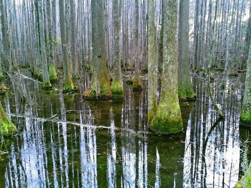 Water Park «Wild Adventures Theme Park», reviews and photos, 3766 Old Clyattville Rd, Valdosta, GA 31601, USA