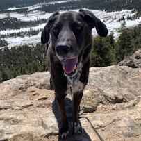 Dogs Loved by Liz Pet Sitting - Photo 2 - Car repair in , Grand Junction