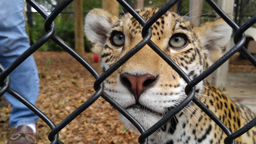 Tourist Attraction «Panther Ridge Conservation Center», reviews and photos, 14755 Palm Beach Point Blvd, Wellington, FL 33414, USA