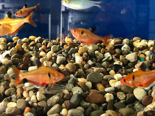 Fish City Pets