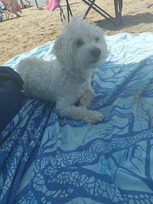 Foto 2 de Exum Veterinària Sabadell fuente Más recientes