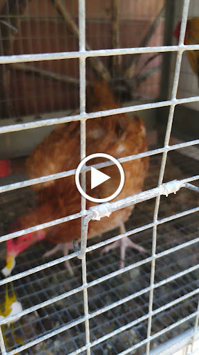 Animal Feed Store «Whittier Feed Store», reviews and photos, 12618 Penn St, Whittier, CA 90602, USA