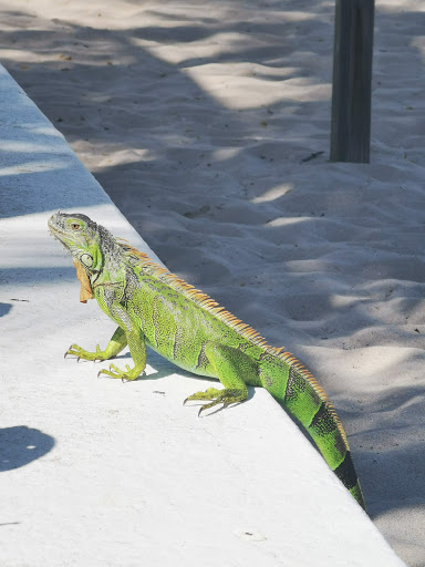 Park «El Prado Park», reviews and photos, 4500 El Mar Dr, Lauderdale-By-The-Sea, FL 33308, USA