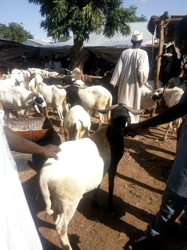 Ram, Sheep & Goat Market, Gombe, Nigeria, Park, state Gombe
