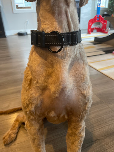 Pet Supply Store «Petco Animal Supplies», reviews and photos, 27111 167th Pl SE #113, Covington, WA 98042, USA