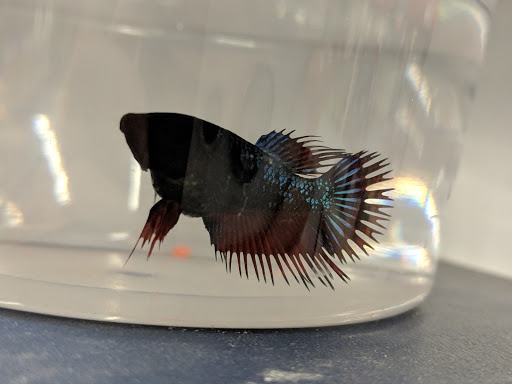 Pet Supply Store «Petco Animal Supplies», reviews and photos, 1014 Shoppes At Midway Dr, Knightdale, NC 27545, USA