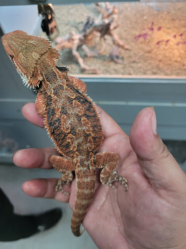 Reptile Store «La Habra Pets», reviews and photos, 1919 W La Habra Blvd, La Habra, CA 90631, USA