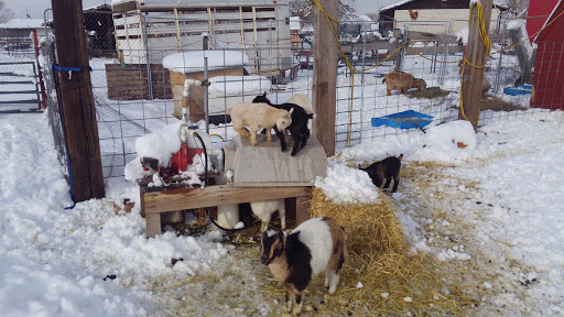 Animal Feed Store «IFA Country Stores», reviews and photos, 1071 Pioneer Rd, Draper, UT 84020, USA