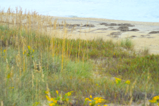 Bicycle Rental Service «Ocean Rentals Ltd.», reviews and photos, 577 Sandbridge Rd, Virginia Beach, VA 23456, USA