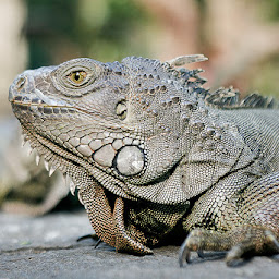 Bali Reptile Park