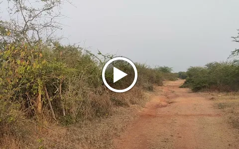 Vallanadu Black Buck Sanctuary image