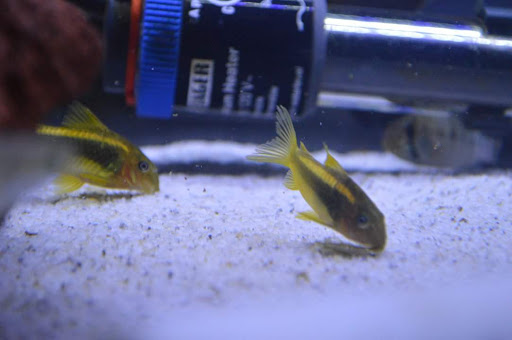 Tropical Fish Store «Aquastetics», reviews and photos, 354 E Main St, Fall River, MA 02724, USA