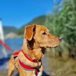 Photo n°1 de l'avis de Robert.e fait le 24/08/2022 à 18:59 sur le  Cento46 - Ristorante e pizzeria à Varese