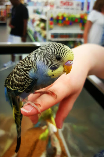 Pet Store «B & B Pet Stop, Inc.», reviews and photos, 5035 Cottage Hill Rd, Mobile, AL 36609, USA