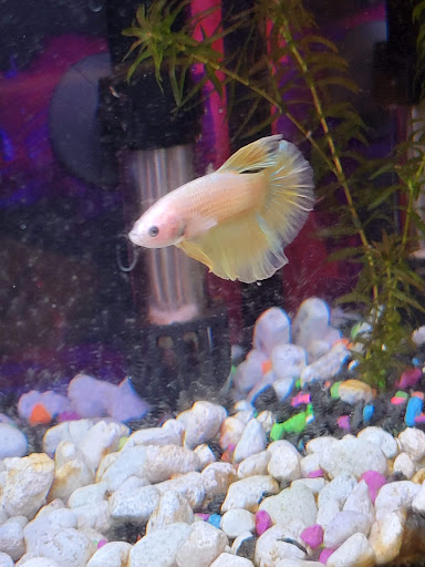 Pet Supply Store «PetSmart», reviews and photos, 3096 N Eastman Rd, Longview, TX 75605, USA