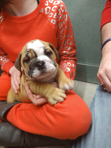 Pet Store «Petland», reviews and photos, 351 Diederich Blvd, Ashland, KY 41101, USA